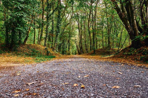 It's autumn in the forest in Cologne. Autumn shows its beautiful colors, the leaves fall.