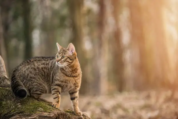 Photo of Young striped cat exploring the woods.