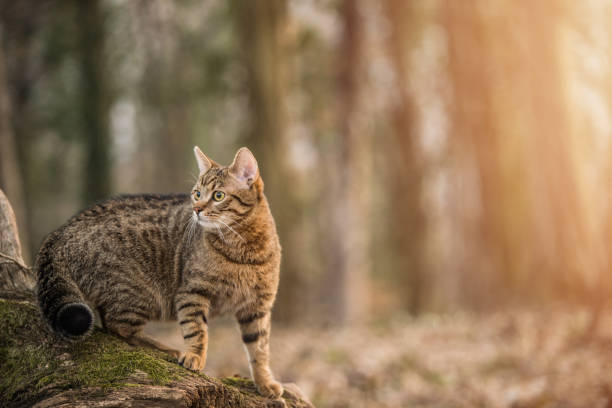 młody pasiasty kot eksplorujący las. - purebred cat zdjęcia i obrazy z banku zdjęć