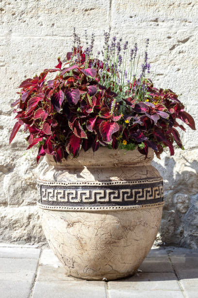 Flowerpot in the garden.