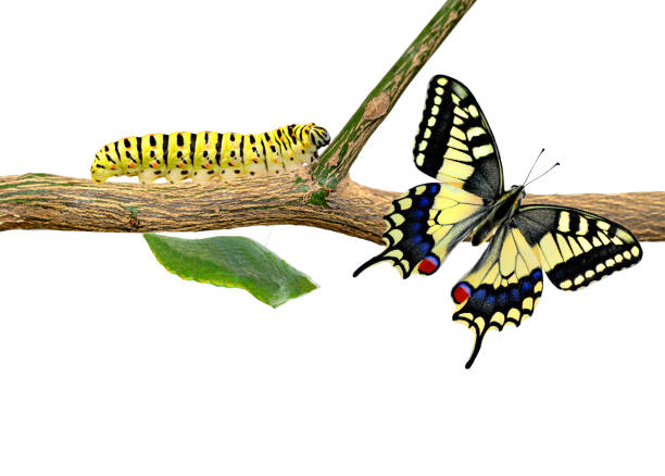 アメージングモーメント、マカーオーンアゲハチョウ蝶、蛹と繭が中断されます。蝶の概念変容 - butterfly swallowtail butterfly caterpillar black ストックフォトと画像