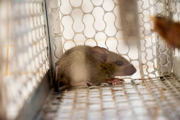 istock rat in cage. animal carrier control. 1134454891