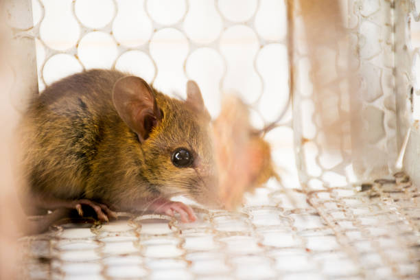 istock rat in cage. animal carrier control. 1134454902