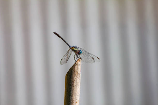 istock blue wing of dragonfly 1134455005
