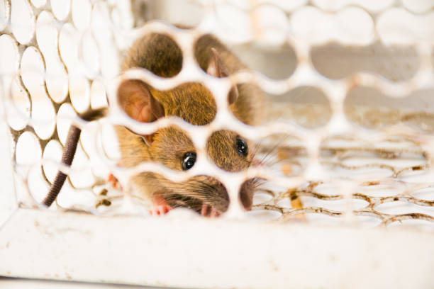 istock rat in cage. animal carrier control. 1134455178
