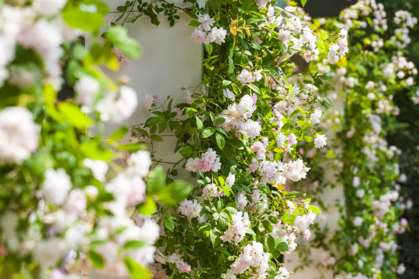 istock Blooming climbing roses in a beautiful garden 1134456855