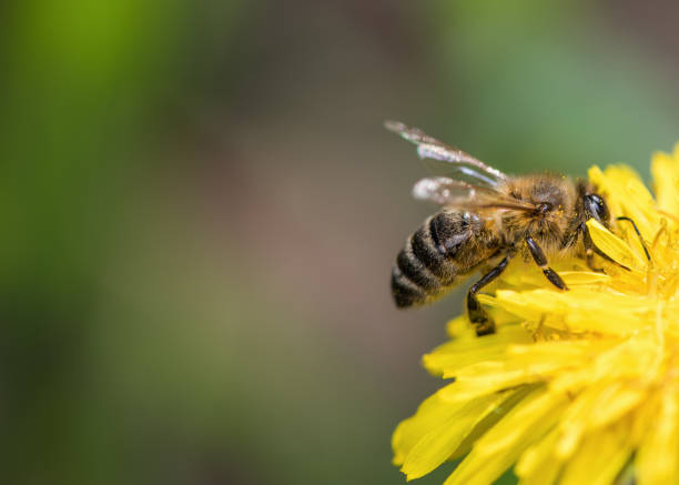 istock One bee sits on a yellow dandelion flower and collects pollen 1134457635