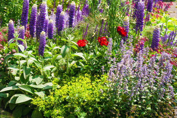 istock Beautiful flowerbed in the garden 1134457965