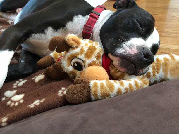 istock Large dog sleeping with head on stuffed toy girraffe 1134459438
