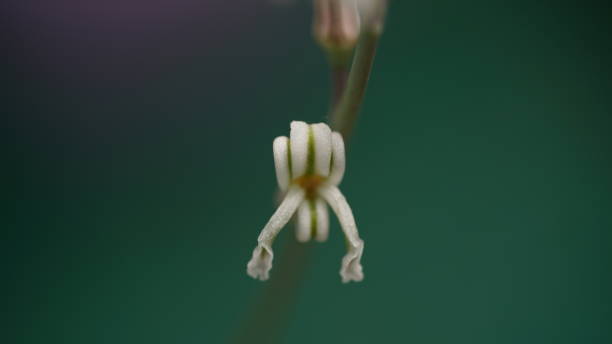 istock flower,colorful,bee,close up 1134459509