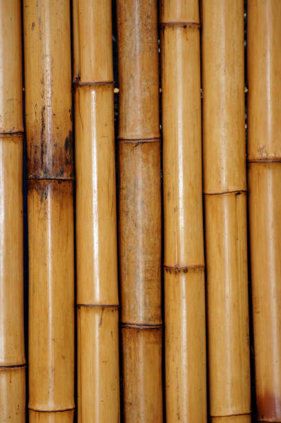 istock Close-up bamboo as a picture background 1134459758