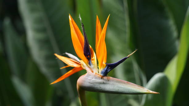 istock flower,colorful,bee,close up 1134460027