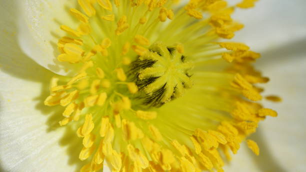 istock flower,colorful,bee,close up 1134460046