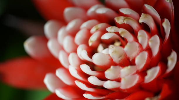 istock flower,colorful,bee,close up 1134460116