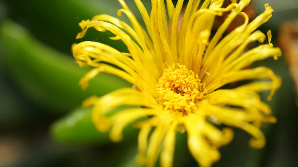 istock flower,colorful,bee,close up 1134460134