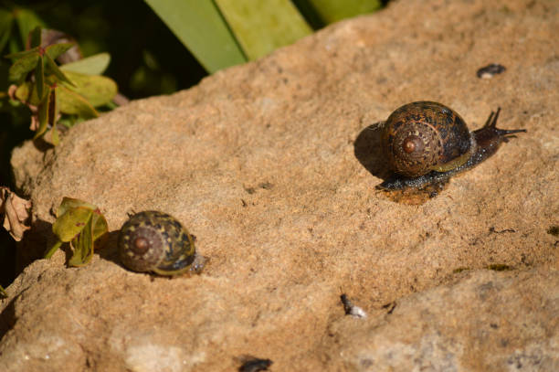 istock Close-up of Two Beautiful Snails on a Stone, Nature, Macro 1134461303