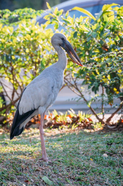 istock Openbill stork is looking something to eat 1134461393