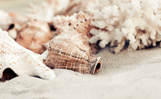 istock Seashells on the sand, summer beach background, travel concept 1134461887