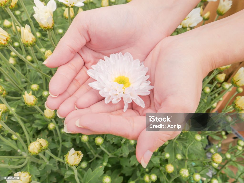 Sosteniendo Una Hermosa Flor Blanca De Chrysanthemum En Ambas Manos Con  Fondo De Vista Del Jardín Foto de stock y más banco de imágenes de Flor -  iStock