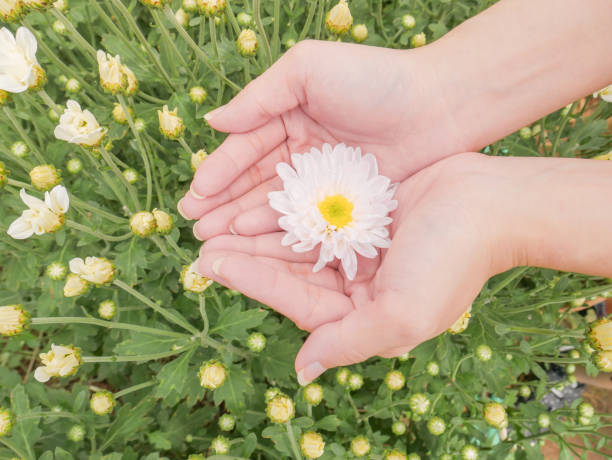 istock holding a beautiful white Chrysanthemum flower in both hands with garden view background 1134465997