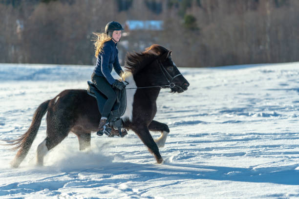 mujer sueca montando su caballo islandés en la nieve profunda y la luz del sol - horse iceland winter snow fotografías e imágenes de stock