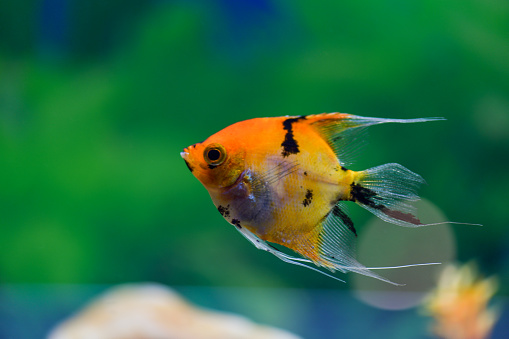 Pterophyllum scalare.  Angelfish. One orange scalar swims in a transparent aquarium on a green background