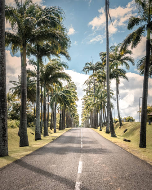 Sun shining through Palm Trees close to Sunset along Mare Island country road close to the beach, tropicel beach alley street along tropical palm trees on the small Maré Island - Atoll Island of New Caledonia. Maré Island, Loyalty Islands, New Caledonia, Pacific Ocean Islands.