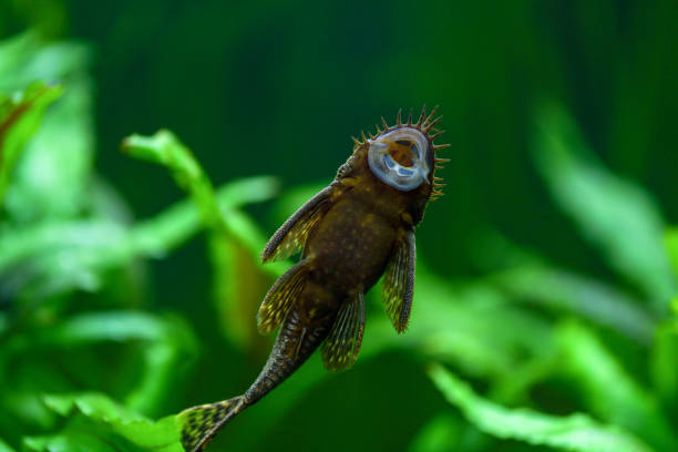 ancistrus dolichopterus. poissons ancistrus ordinaire, poisson-chat coincé collé au verre de l'aquarium et vous pouvez voir le ventre et la ventouse dans l'aquarium avec un fond vert de plantes - ancistrus photos et images de collection