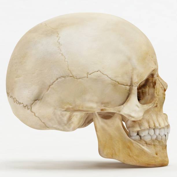 linke oder rechte sicht des menschlichen schädels-3d-render - menschlicher schädel stock-fotos und bilder