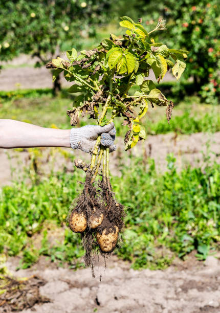 istock Hand holding freshly dug organic potatoes 1134469737