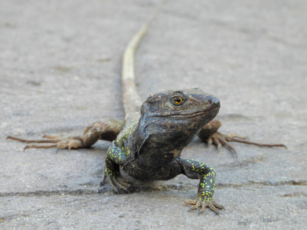 istock Lizard close up, the reptilian stares at the camera. 1134469980