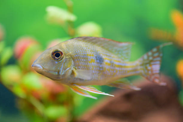 istock Cichlid fish in a transparent aquarium with a beautiful design 1134470153