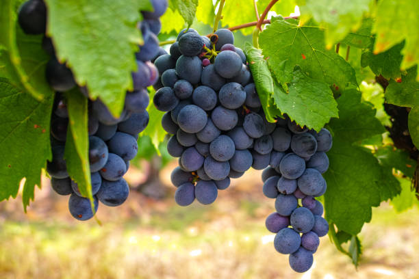 pianta francese di uva rossa e rosa, coltivata su terreno minerale ocra, nuova vendemmia di uva da vino in francia - gard foto e immagini stock