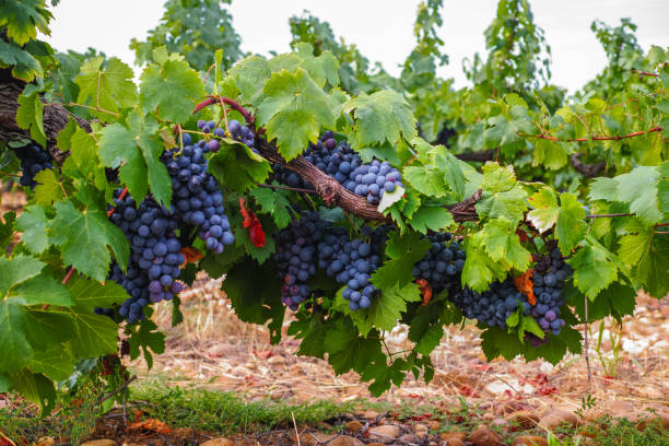 французский завод красного и розового вина винограда, растущий на охре минеральной почвы, новый урожай винограда во франции - gard стоковые фото и изображения