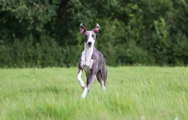 beauiful whippet is running in the park