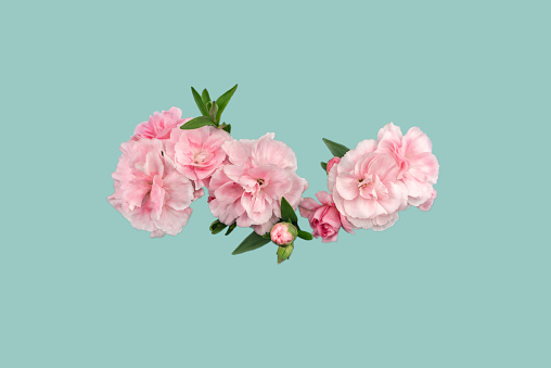 Image of Sweet William side by side, in an image easy to use in web banners

What a carnation means depends on the circumstances and the color symbolism of the bloom, but there are some common meanings that apply to all carnations.

    Love
    Fascination
    Distinction