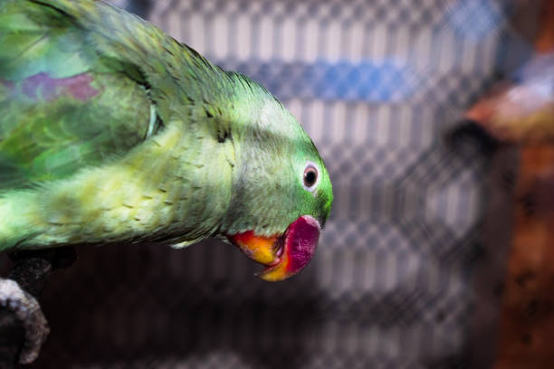 istock closeup of a lonely beautiful parrot 1134471577