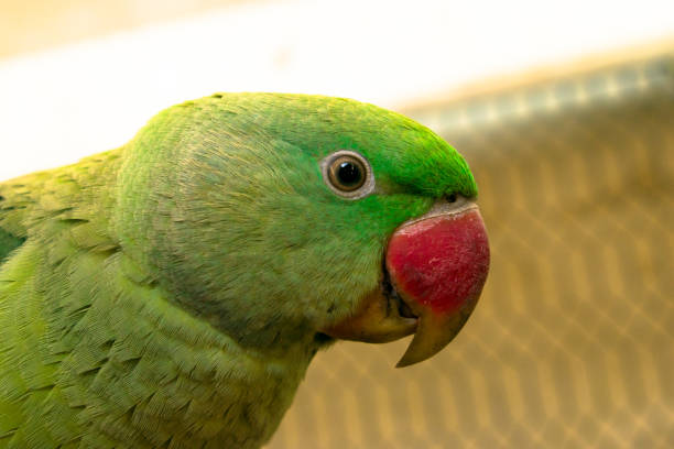 istock very cute and lovely green parrot 1134471581