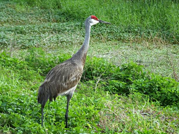 istock Sandhill Crane (Grus Canadensis) walking in the Florida wetlands 1134471630