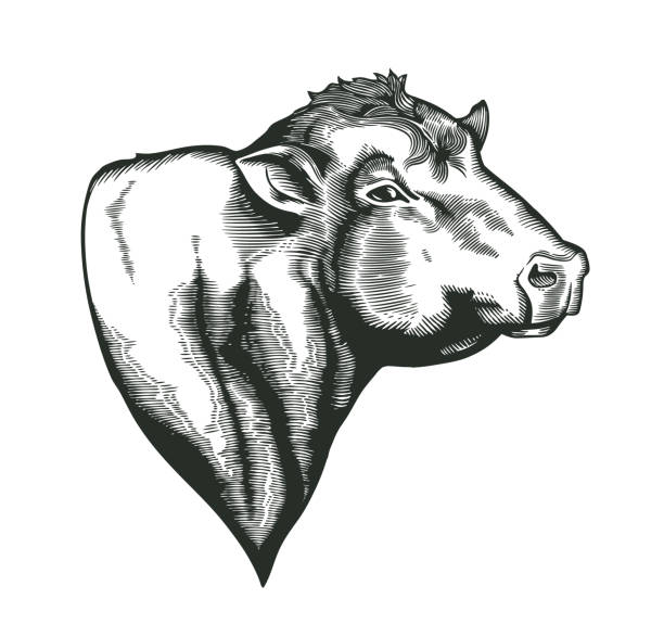 Head of bull of dangus breed drawn in vintage woodcut style. Farm animal isolated on white background. Vector illustration for agricultural market identity, products logo, advertisement. Head of bull of dangus breed drawn in vintage woodcut style. Farm animal isolated on white background. Vector illustration for agricultural market identity, products logo, advertisement bull aberdeen angus cattle black cattle stock illustrations