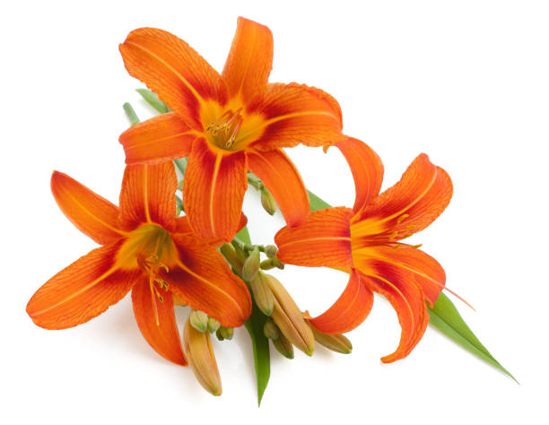 istock Orange Lily (Lilium Bulbiferum) flowers isolated 1134472001