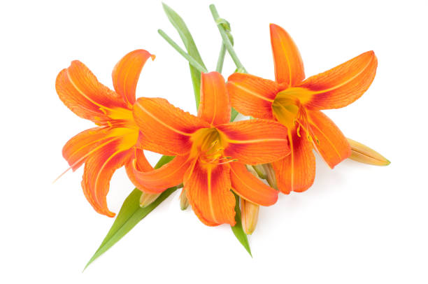 istock Blossoming orange lilies isolated on a white background 1134472037