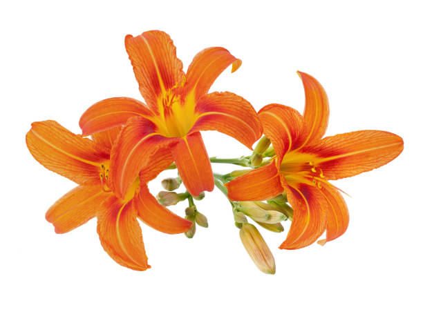 orange daylily with bud isolated on white orange daylily with bud isolated on white daylily stock pictures, royalty-free photos & images