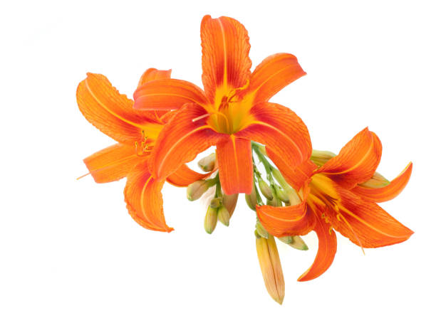 istock lilium bulbiferum  lily orange flower isolated on white background 1134472067