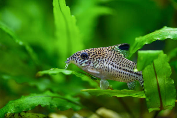 Corydoras paleatus. Pepper Cory Corydoras paleatus catfish. Fish Corydoras mottled, speckled Catfish sitting on the leaf of plants in the aquarium Corydoras paleatus. Pepper Cory Corydoras paleatus catfish. Fish Corydoras mottled, speckled Catfish sitting on the leaf of plants in the aquarium freshwater stock pictures, royalty-free photos & images