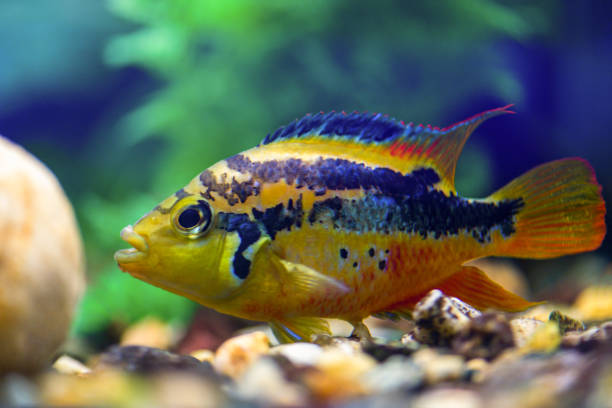 Cichlasoma Salvini swims in the clear beautiful aquarium Cichlasoma Salvini swims in the clear beautiful aquarium cichlid stock pictures, royalty-free photos & images