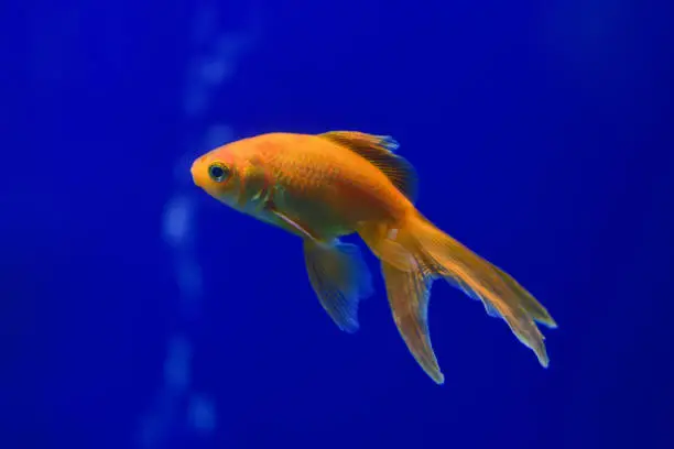 Photo of One goldfish in a transparent aquarium on a dark blue background. Horizontal photography