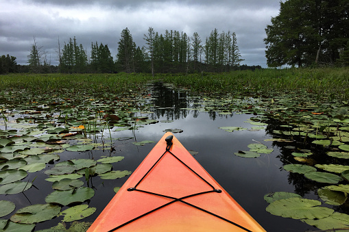 An orange kayak heads through the dark waters of a vegetation filled bog into an oncoming thunderstorm.