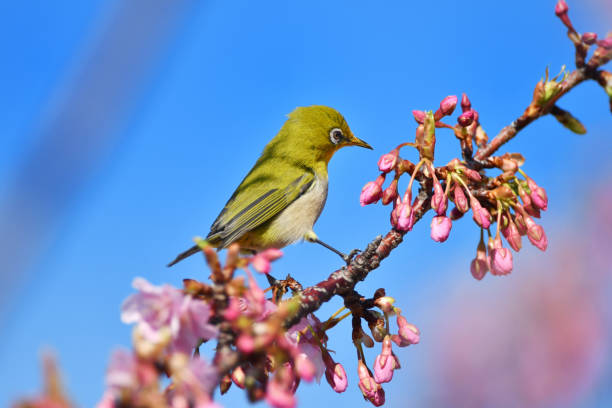 istock Kawazu Sakura and Japanese White-eye 1134475865