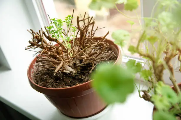 fresh new spring sprouts of potted fuchsia flower on windowsill